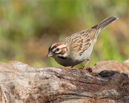 simsearch:400-07292745,k - Lark Sparrow (Chondestes grammacus), perched on a fallen tree branch south of Junction (Kimble County), Texas Stock Photo - Budget Royalty-Free & Subscription, Code: 400-06388087