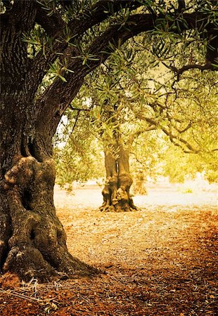 Mediterranean olive field with old olive tree ready for harvest. Stock Photo - Budget Royalty-Free & Subscription, Code: 400-06388101