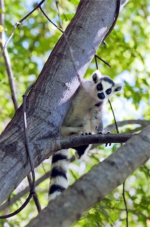 simsearch:400-07317195,k - Ring-tailed lemur sitting on a branch and looking down Foto de stock - Super Valor sin royalties y Suscripción, Código: 400-06388166