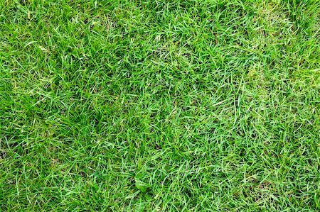 simsearch:400-07830872,k - large piece of green grass Foto de stock - Royalty-Free Super Valor e Assinatura, Número: 400-06388212