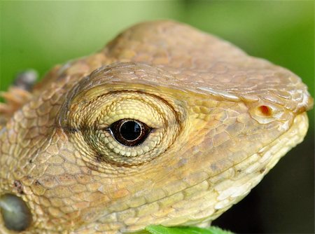 An up close shot of a small monitor lizard Stock Photo - Budget Royalty-Free & Subscription, Code: 400-06388430