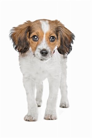 mixed breed puppy. Beagle and Dutch Kooiker hound mix. Stock Photo - Budget Royalty-Free & Subscription, Code: 400-06388596