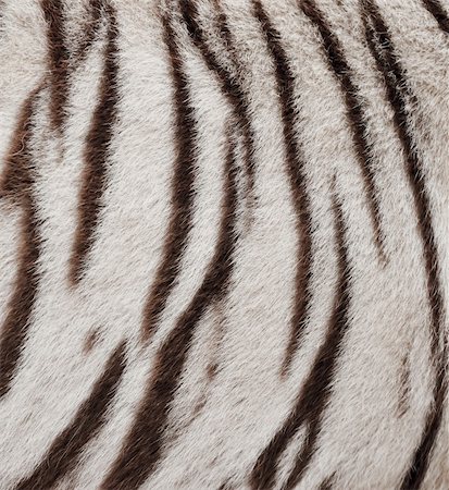 texture de la fourrure de tigre du Bengale blanche Photographie de stock - Aubaine LD & Abonnement, Code: 400-06388712