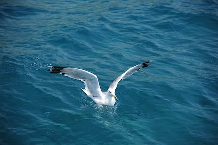simsearch:700-01463867,k - A beautiful seagull on a dark blue sea Foto de stock - Super Valor sin royalties y Suscripción, Código: 400-06388787