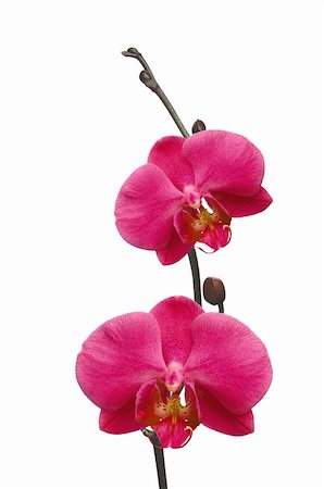 dendrobium orchid - Beautiful red orchid branch isolated on white Stock Photo - Budget Royalty-Free & Subscription, Code: 400-06388989