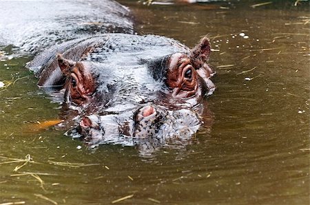 simsearch:400-07038920,k - Close-up on the head of a hippopotamus in a water Stock Photo - Budget Royalty-Free & Subscription, Code: 400-06389108