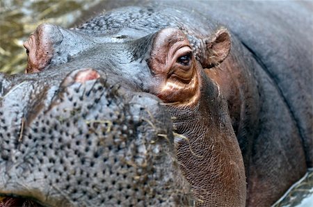 simsearch:400-07038920,k - close-up on the eye and the head of a hippopotamus Stock Photo - Budget Royalty-Free & Subscription, Code: 400-06389109