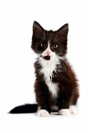 Black-and-white kitten on a white background Fotografie stock - Microstock e Abbonamento, Codice: 400-06389454