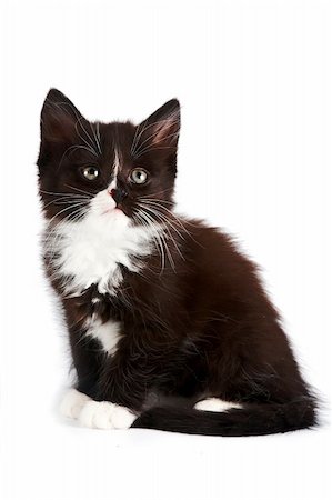 Schwarz-weiße Katze auf weißem Hintergrund Stockbilder - Microstock & Abonnement, Bildnummer: 400-06389455