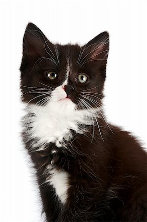 Porträt von einem schwarz-weißen Kätzchen auf weißem Hintergrund Stockbilder - Microstock & Abonnement, Bildnummer: 400-06389456