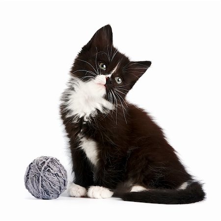 Black-and-white kitten with a woolen ball on a white background Fotografie stock - Microstock e Abbonamento, Codice: 400-06389457