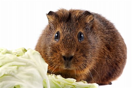 Brown guinea pig with cabbage leaves on a white background Fotografie stock - Microstock e Abbonamento, Codice: 400-06389451