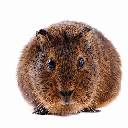 pet rodent - Brown guinea pig on a white background Stock Photo - Budget Royalty-Free & Subscription, Code: 400-06389452
