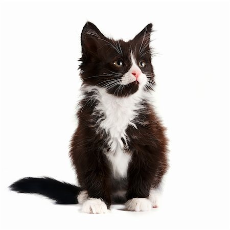 Schwarz-weiße Katze auf weißem Hintergrund Stockbilder - Microstock & Abonnement, Bildnummer: 400-06389453