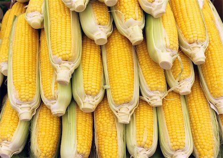 simsearch:400-04360457,k - Beau jaunes épis de maïs dans le contexte agricole Photographie de stock - Aubaine LD & Abonnement, Code: 400-06389897