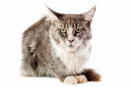 simsearch:400-07296490,k - portrait of a purebred  maine coon cat on a white background Stock Photo - Budget Royalty-Free & Subscription, Code: 400-06389934