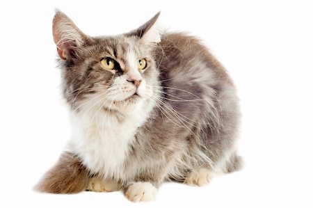 simsearch:400-06334003,k - Portrait de pure race chat maine coon sur fond blanc Photographie de stock - Aubaine LD & Abonnement, Code: 400-06389935