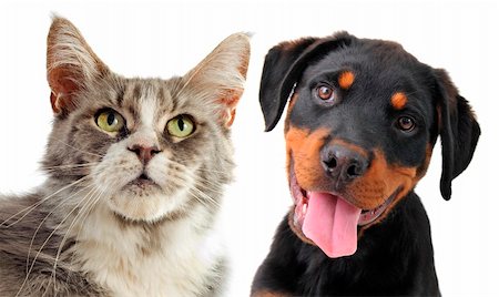 simsearch:400-07090867,k - portrait of a purebred  maine coon cat and puppy rottweiler on a white background Stock Photo - Budget Royalty-Free & Subscription, Code: 400-06389936