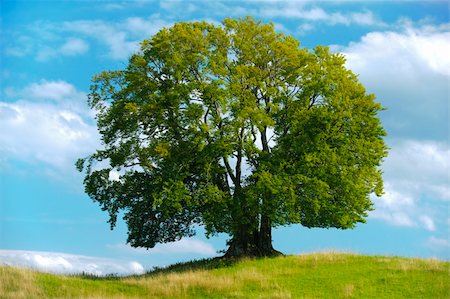 single big beech tree in summer Stock Photo - Budget Royalty-Free & Subscription, Code: 400-06389947