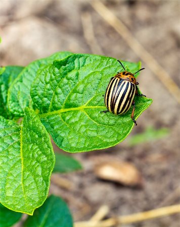 This is colorado beetle on leaf. It is theme of agriculture. Stock Photo - Budget Royalty-Free & Subscription, Code: 400-06383952