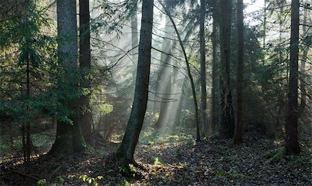 saft - Autumnal stand of Bialowieza Forest with mist and sunbeam among trees Stock Photo - Budget Royalty-Free & Subscription, Code: 400-06383962