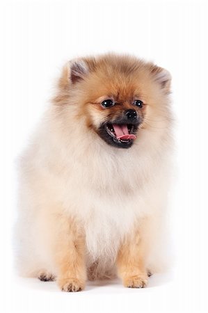 The puppy of a spitz-dog sits on a white background Fotografie stock - Microstock e Abbonamento, Codice: 400-06394222