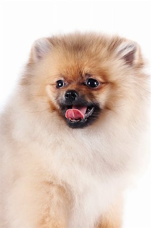 simsearch:400-05095853,k - Portrait of a puppy of a spitz-dog on a white background Foto de stock - Royalty-Free Super Valor e Assinatura, Número: 400-06394223