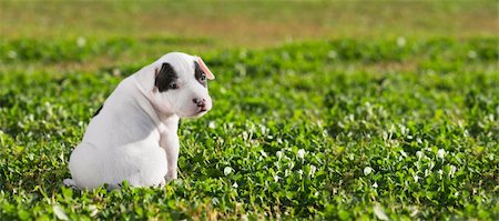 pit bull - American Staffordshire terrier puppy sitting on grass Stock Photo - Budget Royalty-Free & Subscription, Code: 400-06394316