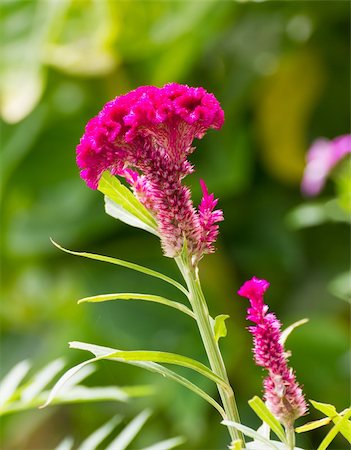 Gros plan d'une fleur de crête de coq (Celosia Cristata) dans un jardin Photographie de stock - Aubaine LD & Abonnement, Code: 400-06394518