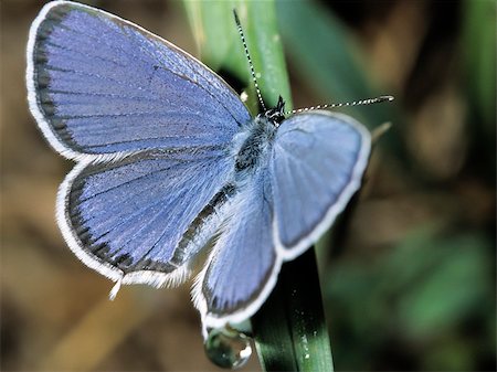 falena - Beatiful butterfly resting on a leaf for the night Fotografie stock - Microstock e Abbonamento, Codice: 400-06394562