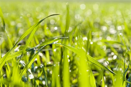 simsearch:400-04742897,k - green grass close up with water drops. soft focus Foto de stock - Super Valor sin royalties y Suscripción, Código: 400-06394761