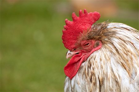 Portrait d'un coq fatigué avec peigne rouge. Photographie de stock - Aubaine LD & Abonnement, Code: 400-06395045