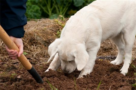 simsearch:400-05289792,k - Curious dog watching when working with a pitchfork in the garden. Stock Photo - Budget Royalty-Free & Subscription, Code: 400-06395043