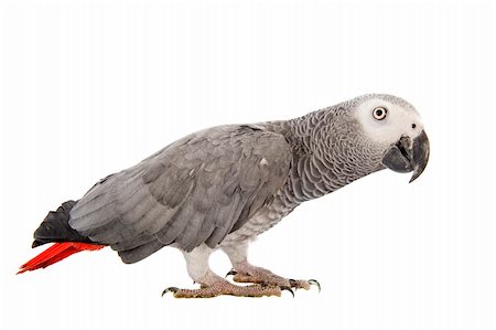 simsearch:400-05888279,k - Afrikanisches Grau-Papagei, Psittacus Erithacus vor weißem Hintergrund Stockbilder - Microstock & Abonnement, Bildnummer: 400-06395064