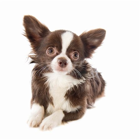 simsearch:400-04404602,k - Portrait d'un mignon chihuahua pure race face à fond blanc Photographie de stock - Aubaine LD & Abonnement, Code: 400-06395069