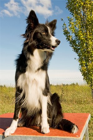 portrait of purebred border collie in the nature Stock Photo - Budget Royalty-Free & Subscription, Code: 400-06395117