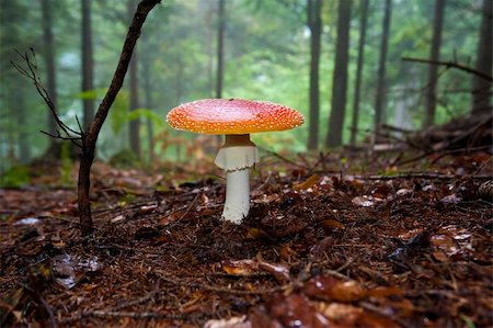 Roter Pilz (Giftpilz) in der Gesamtstruktur. Stockbilder - Microstock & Abonnement, Bildnummer: 400-06395231