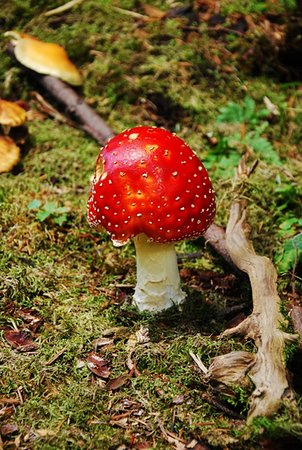 Amanita muscaria in the woods on moss Stock Photo - Budget Royalty-Free & Subscription, Code: 400-06395250