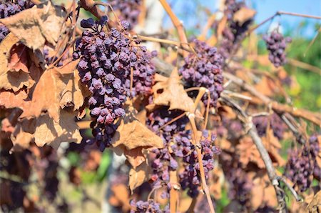 dry grapes - Raisins secs dans le vignoble à la fin de l'été Photographie de stock - Aubaine LD & Abonnement, Code: 400-06395329