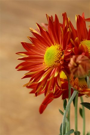 simsearch:400-04861419,k - Automne fleurs en gros plan sur un fond brun Photographie de stock - Aubaine LD & Abonnement, Code: 400-06395336
