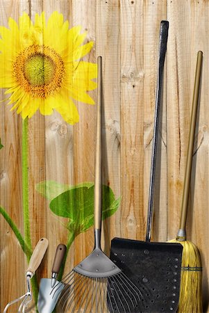 simsearch:400-05717990,k - Gardening tools on wooden background with sunflower painting Foto de stock - Super Valor sin royalties y Suscripción, Código: 400-06395671