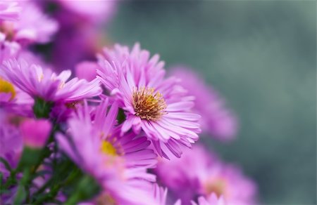 close up of autumn aster  flowers Stock Photo - Budget Royalty-Free & Subscription, Code: 400-06395759