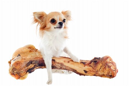 small to big dogs - portrait of a cute chihuahua and his large bone  in front of white background Stock Photo - Budget Royalty-Free & Subscription, Code: 400-06395767