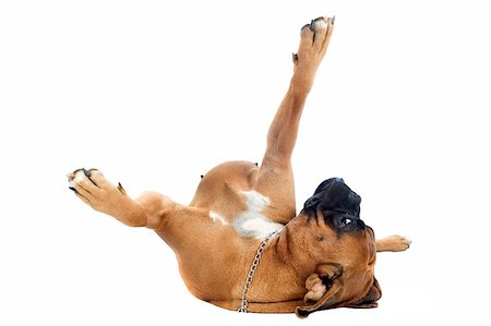 purebred boxer lying down on the back in front of a white background Foto de stock - Super Valor sin royalties y Suscripción, Código: 400-06395779