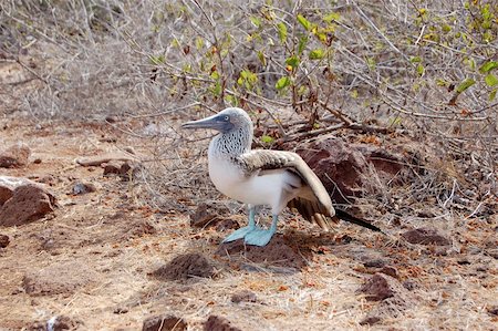 Blue-footed booby standing on volcanic rock in the Galapagos Islands Stock Photo - Budget Royalty-Free & Subscription, Code: 400-06395772