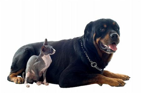 dog and cat white background - beautiful purebred sphynx cat in front of white background Stock Photo - Budget Royalty-Free & Subscription, Code: 400-06395787