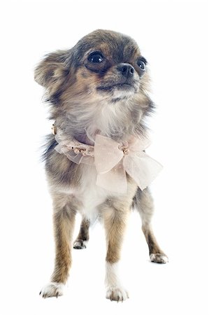 simsearch:400-06395792,k - portrait of a cute purebred  brindle chihuahua in front of white background Foto de stock - Super Valor sin royalties y Suscripción, Código: 400-06395796