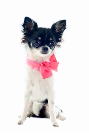 simsearch:400-06391494,k - Porträt von einem niedlichen reinrassigen Welpen Chihuahua mit satin Kragen vor weißem Hintergrund Stockbilder - Microstock & Abonnement, Bildnummer: 400-06395799