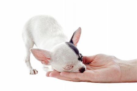 simsearch:400-06395792,k - portrait of a cute purebred  puppy chihuahua who sleeping in an human hand in front of white background Foto de stock - Super Valor sin royalties y Suscripción, Código: 400-06395790