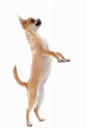 dog standing hind legs - portrait of a cute purebred puppy chihuahua standing on his hind legs Stock Photo - Budget Royalty-Free & Subscription, Code: 400-06395792